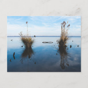 great dismal swamp postcard