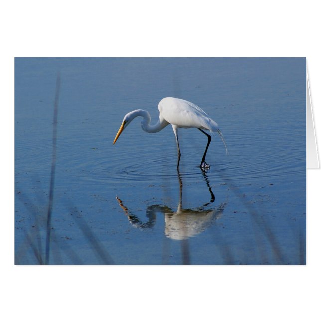 Great Egret (Front Horizontal)