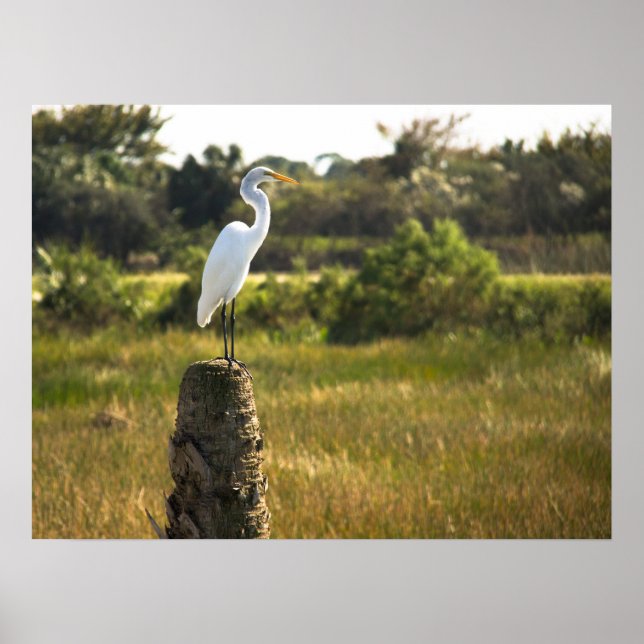 Great Egret Bird at Viera Wetlands Poster (Front)