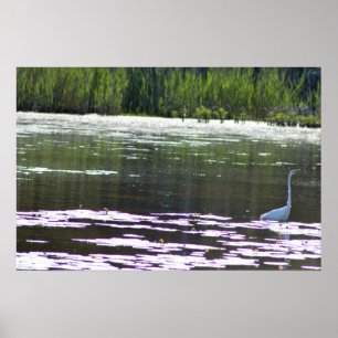 Great Egret Bird Photo Poster