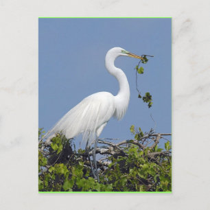 Great Egret, Florida postcard
