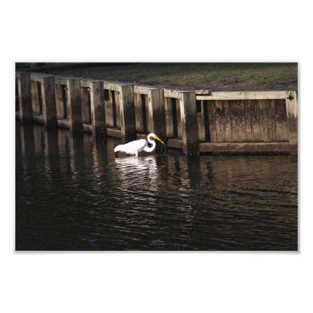 Great Egret Great Catch Photo Print (Front)