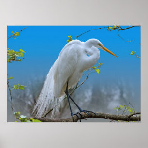 Great Egret in a Tree Poster