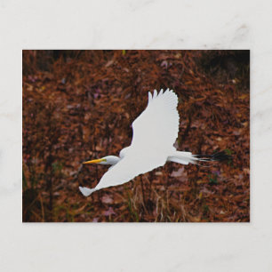 Great Egret in Flight Postcard