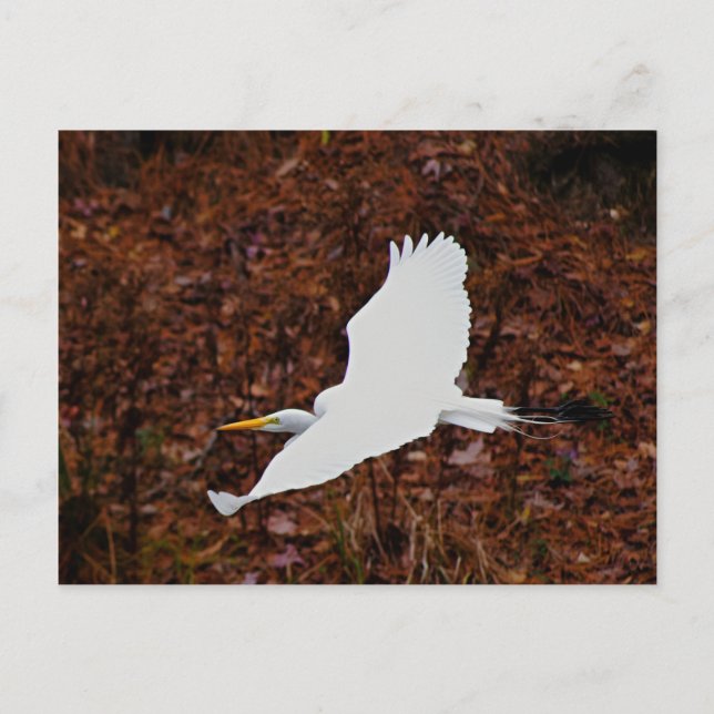 Great Egret in Flight Postcard (Front)