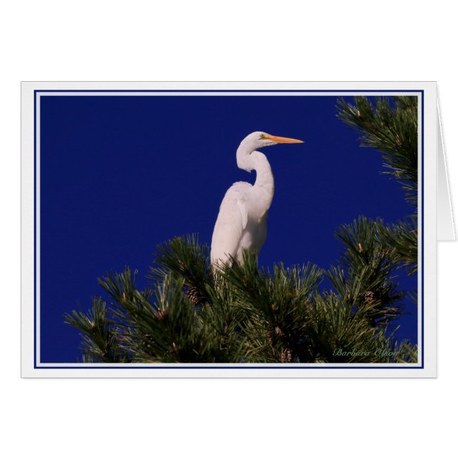 Great Egret in tree: (Front Horizontal)