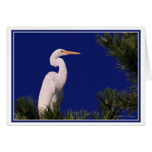 Great Egret in tree: (Front Horizontal)