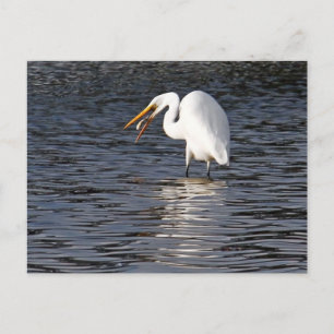 Great Egret Lunch Postcard