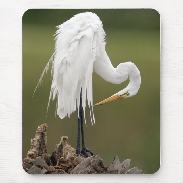 Great Egret Mouse Pad (Front)