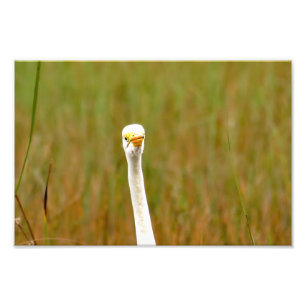 Great Egret Photo Print