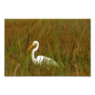 Great Egret Photo Print