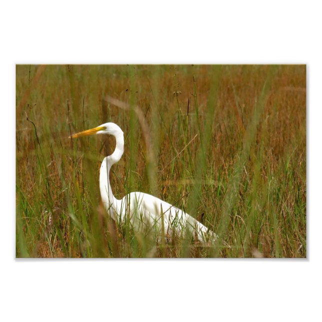 Great Egret Photo Print (Front)