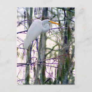 GREAT EGRET POSTCARD