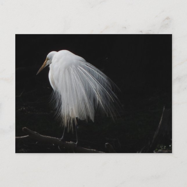 Great Egret Postcard (Front)