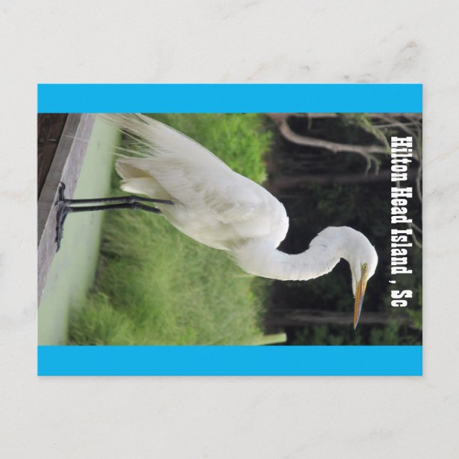 Great Egret Postcard (Front)