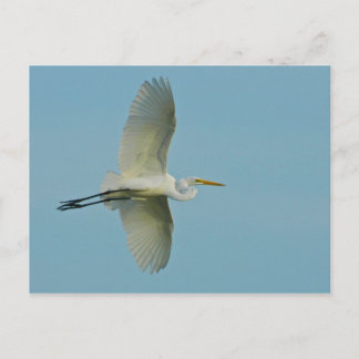 Great Egret Postcard