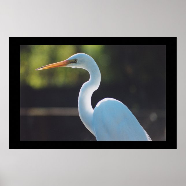 Great Egret Poster (Front)