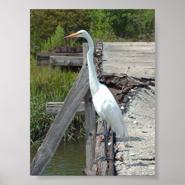 Great Egret Poster (Front)