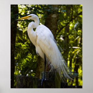 Great Egret Print
