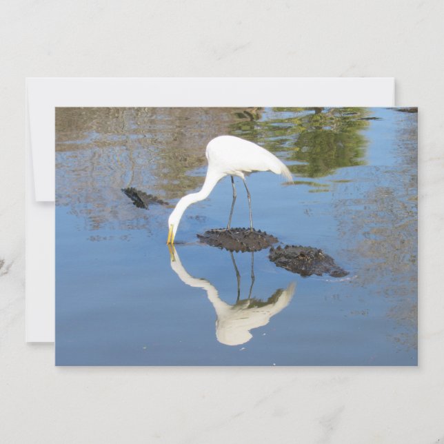 Great Egret Rides on Alligator  - Flat Card (Front)