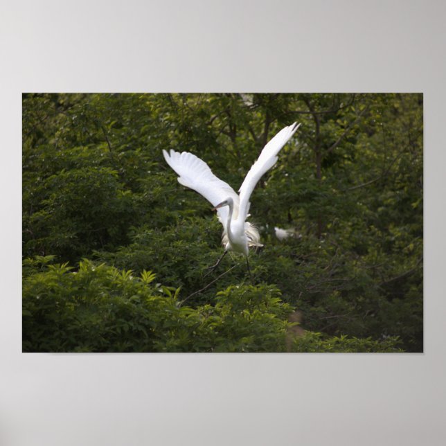 Great Egret Spreading Wings Poster  (Front)