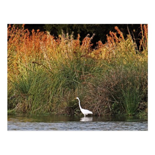 Great Egret with Colourful Grasses Postcard