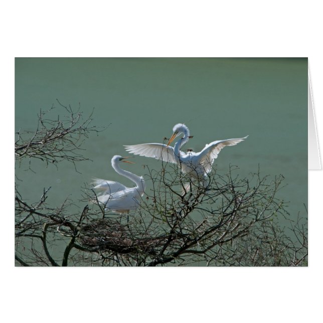 Great Egrets (Front Horizontal)