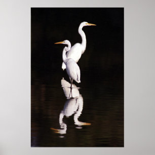 Great Egrets Poster