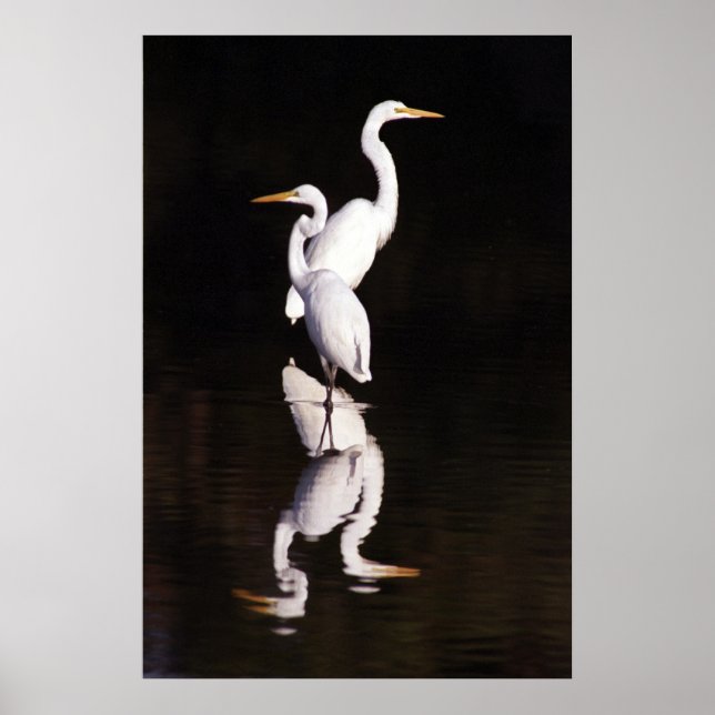 Great Egrets Poster (Front)