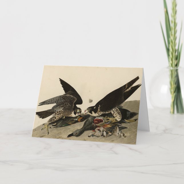 Great-footed Hawk from Audubon's Birds of America Card (Front)