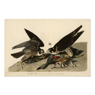 Great-footed Hawk from Audubon's Birds of America Photo Print