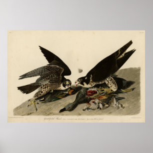 Great-footed Hawk from Audubon's Birds of America Poster