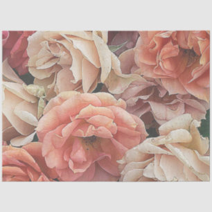 great garden roses, soft peach tissue paper