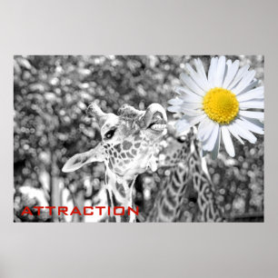 Great Giraffe Attraction Poster! Poster