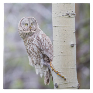 Great Gray Aspen Tree Branch Ceramic Tile