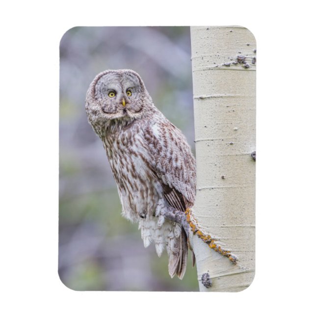 Great Gray Aspen Tree Branch Magnet (Vertical)