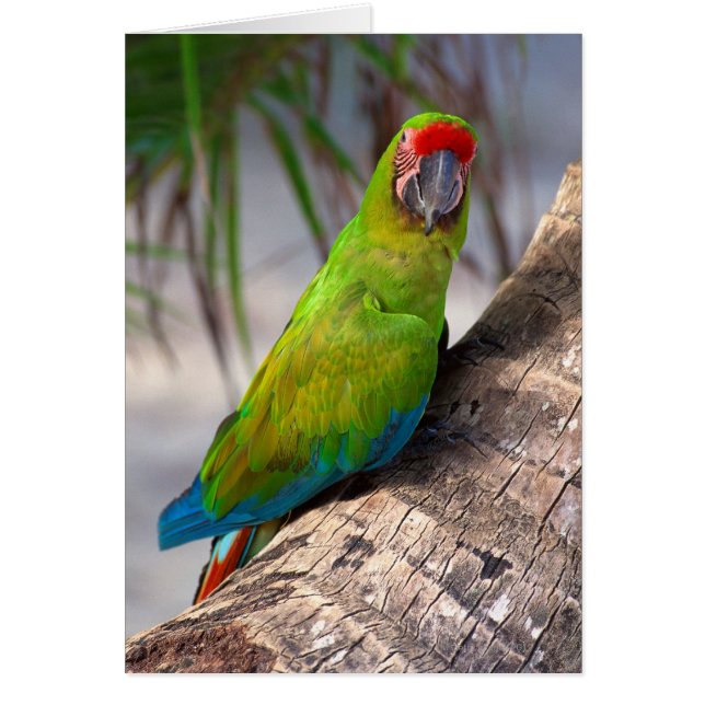 Great green macaw on a tree (Front)