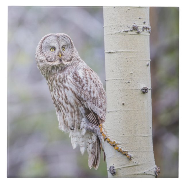 Great Grey Aspen Tree Branch Ceramic Tile (Front)