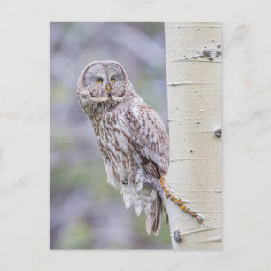 Great Grey Aspen Tree Branch Postcard