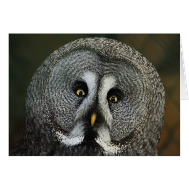 Great Grey Owl (Front Horizontal)