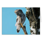 Great Grey Owl 2 In Tree