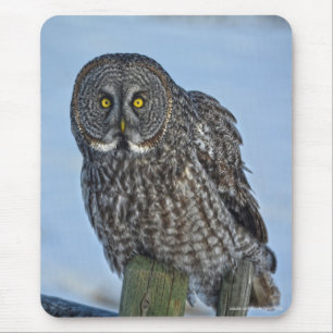 Great Grey Owl and Snow Wildlife Raptor Photo Mouse Pad