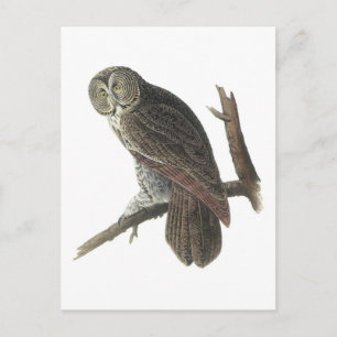 Great Grey Owl by Audubon Postcard