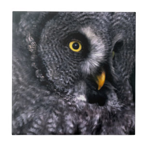 Great Grey Owl Ceramic Tile