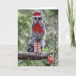 Great Grey Owl Chick Christmas Holiday Card