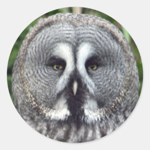 Great Grey Owl Classic Round Sticker