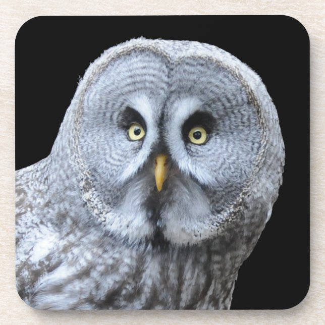 Great Grey Owl Coaster (Front)