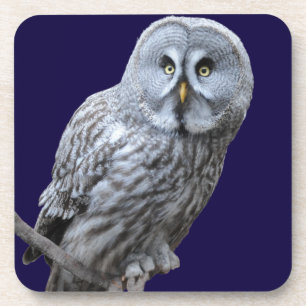 Great Grey Owl Coaster