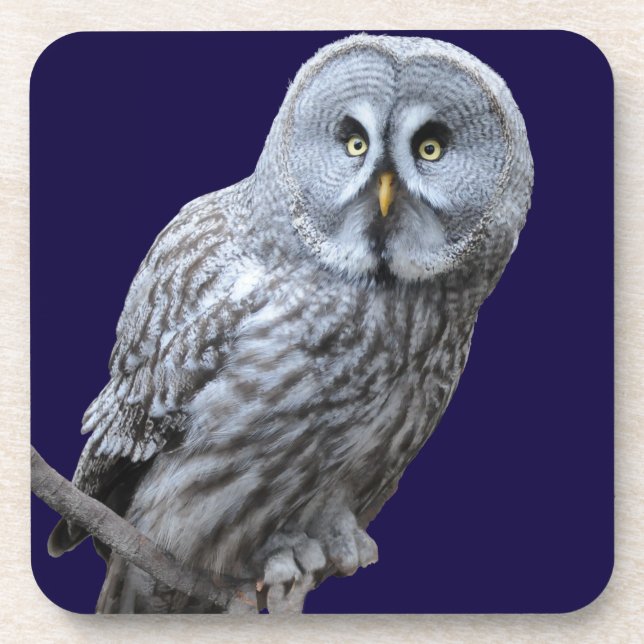 Great Grey Owl Coaster (Front)
