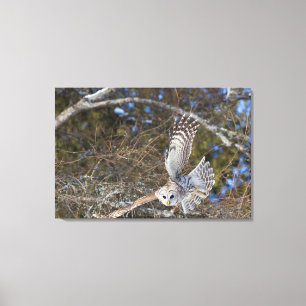 Great Grey Owl Flying Canvas Print